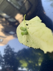 Pachypsylla celtidismamma