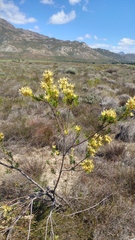 Leucadendron chamelaea