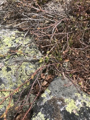 Betula glandulosa