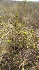 Euchaetis pungens