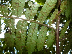 Cyathea bicrenata