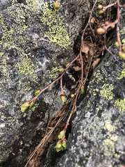 Betula glandulosa