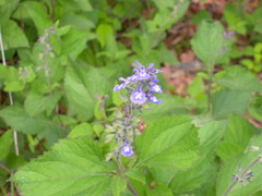 Salvia urticifolia