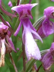 Platanthera peramoena