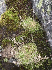 Mononeuria groenlandica