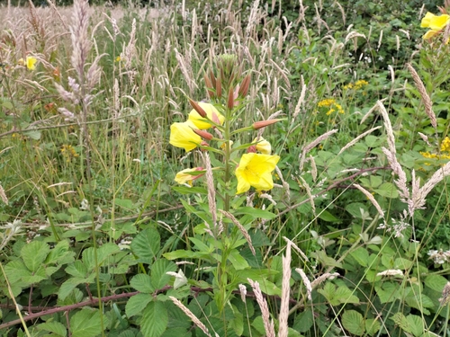 Redsepal evening primrose (Oenothera glazioviana)