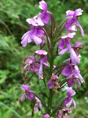 Platanthera peramoena