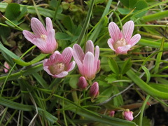 Lysimachia tenella