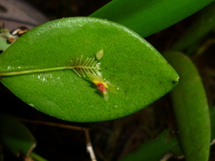 Lepanthes javieri