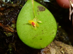 Lepanthes javieri