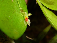 Lepanthes javieri