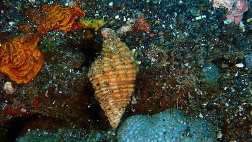 Cantharus pulcher observed 2024-09-22