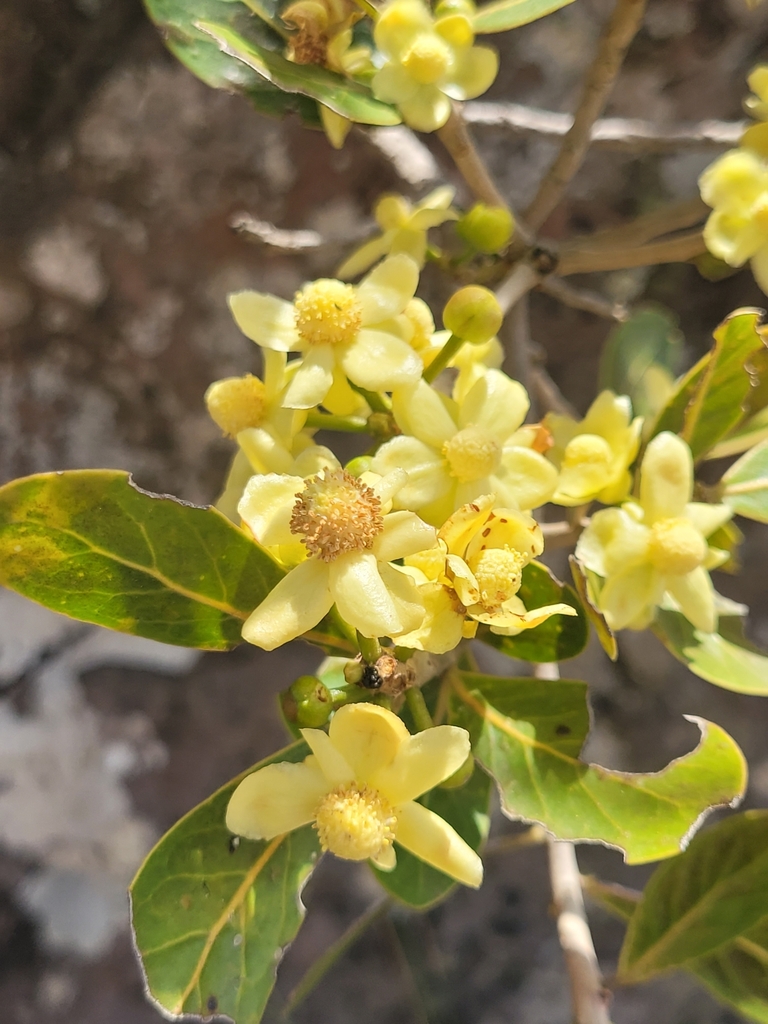 Uapaceae