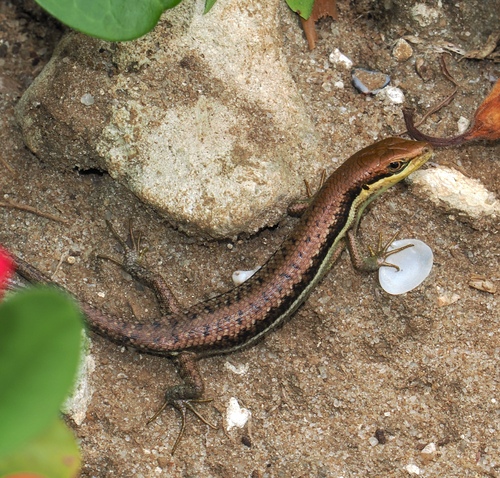 Pemba Island Skink, Trachylepis albotaeniata