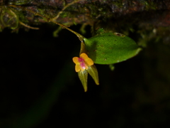 Lepanthes acuminata