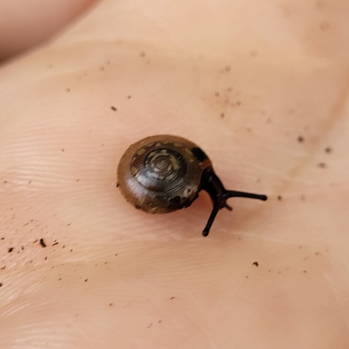 Oxychilus brincki