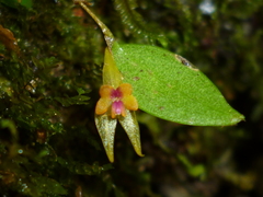 Lepanthes acuminata