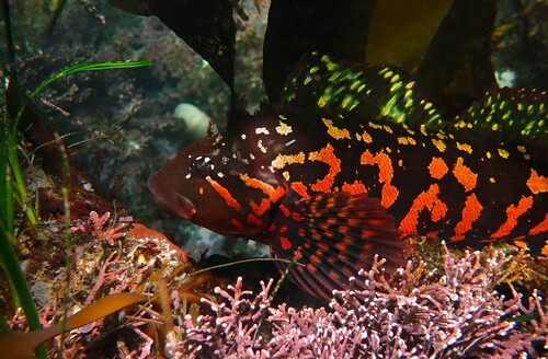 Greenling (Hexagrammos lagocephalus) — Hexagrammidae