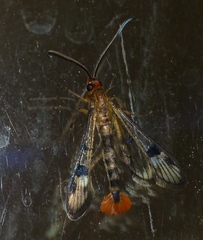 Synanthedon acerni