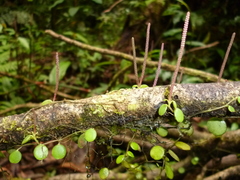 Peperomia rotundifolia