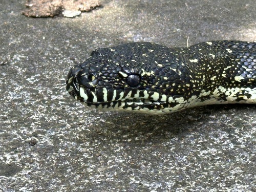 Diamond Python sighting