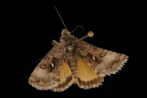 Alticola Looper Moth