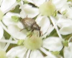 Acalyptus carpini