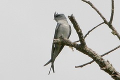 Hemiprocne coronata
