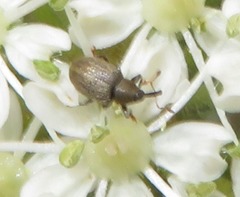Acalyptus carpini