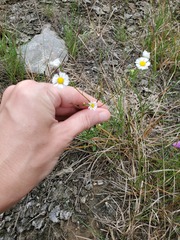 Erigeron allisonii