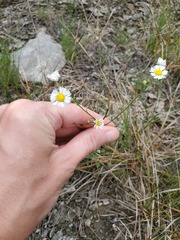 Erigeron allisonii