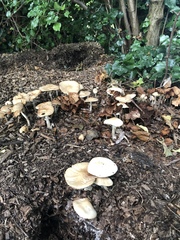 Agrocybe rivulosa