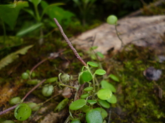 Peperomia rotundifolia