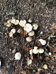 Agrocybe rivulosa
