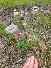 Erigeron allisonii
