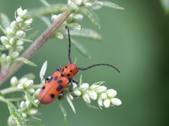 Tetraopes tetrophthalmus