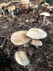 Agrocybe rivulosa