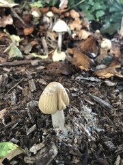 Agrocybe rivulosa