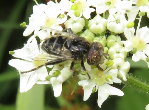 Small Spotty-eyed Drone Fly