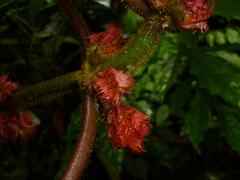 Glossoloma cucullatum