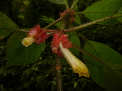 Glossoloma cucullatum