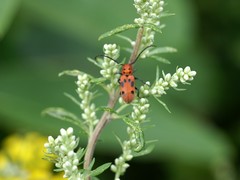 Tetraopes tetrophthalmus