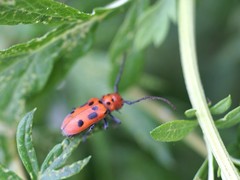 Tetraopes tetrophthalmus