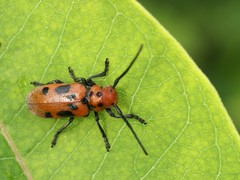 Tetraopes tetrophthalmus