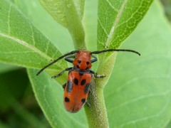 Tetraopes tetrophthalmus