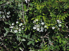 Allium subhirsutum
