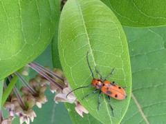 Tetraopes tetrophthalmus
