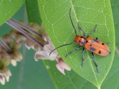 Tetraopes tetrophthalmus