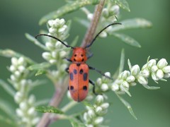 Tetraopes tetrophthalmus
