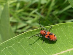 Tetraopes tetrophthalmus